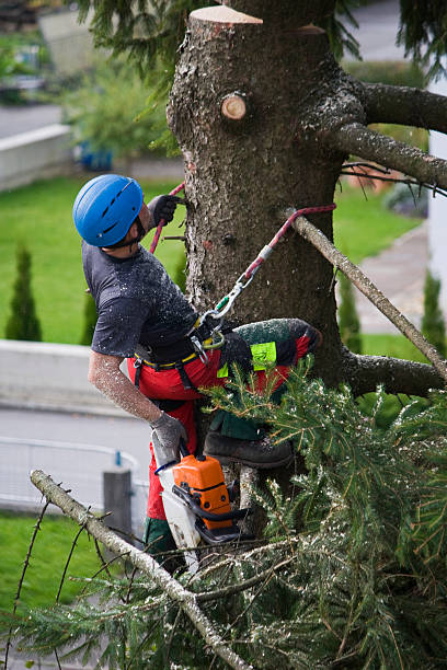 Reliable San Carlos Park, FL Tree Care  Solutions