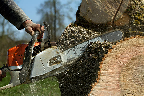 How Our Tree Care Process Works  in  San Carlos Park, FL